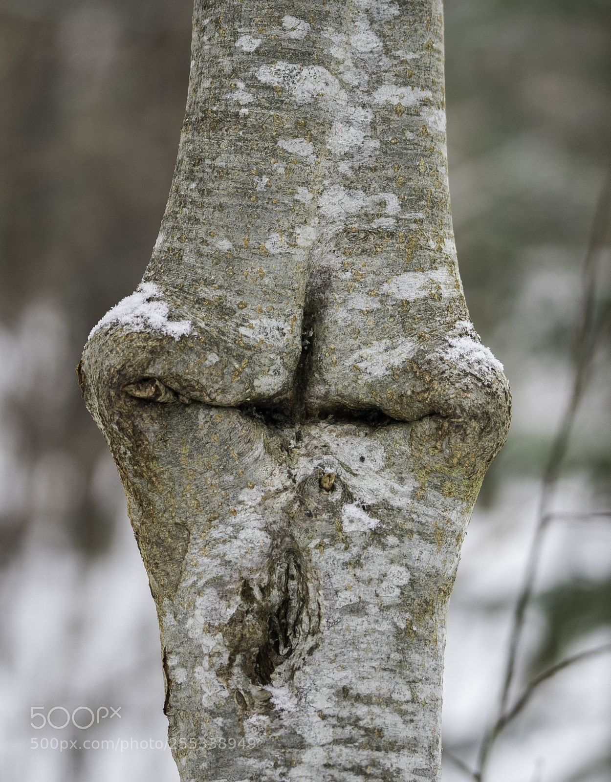 Nikon D5300 sample photo. Face in a tree photography