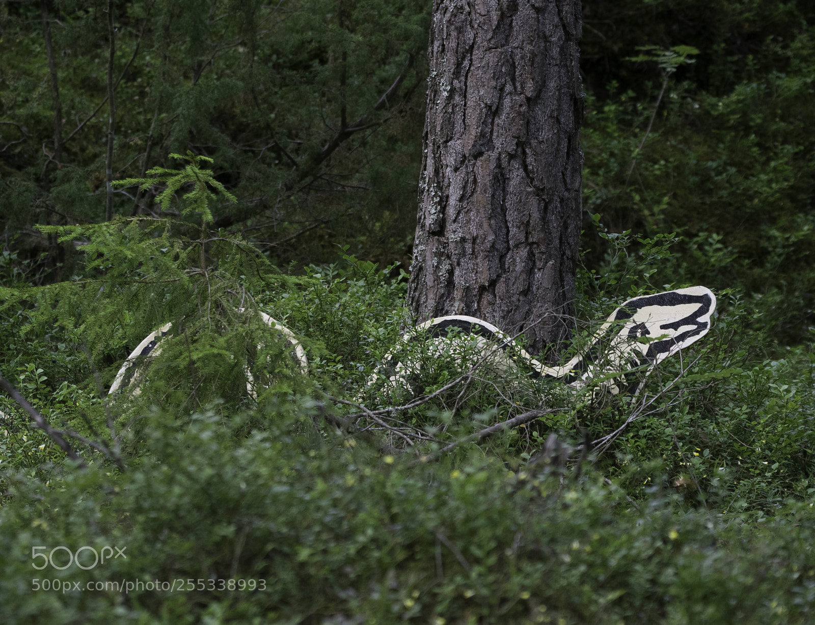 Nikon D5300 sample photo. Snake o photography