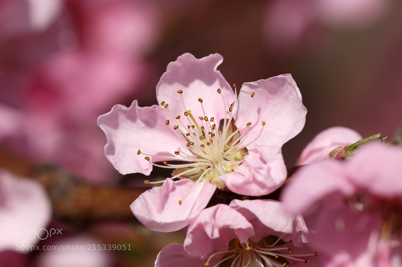 Canon EOS 70D sample photo. Little blossom photography
