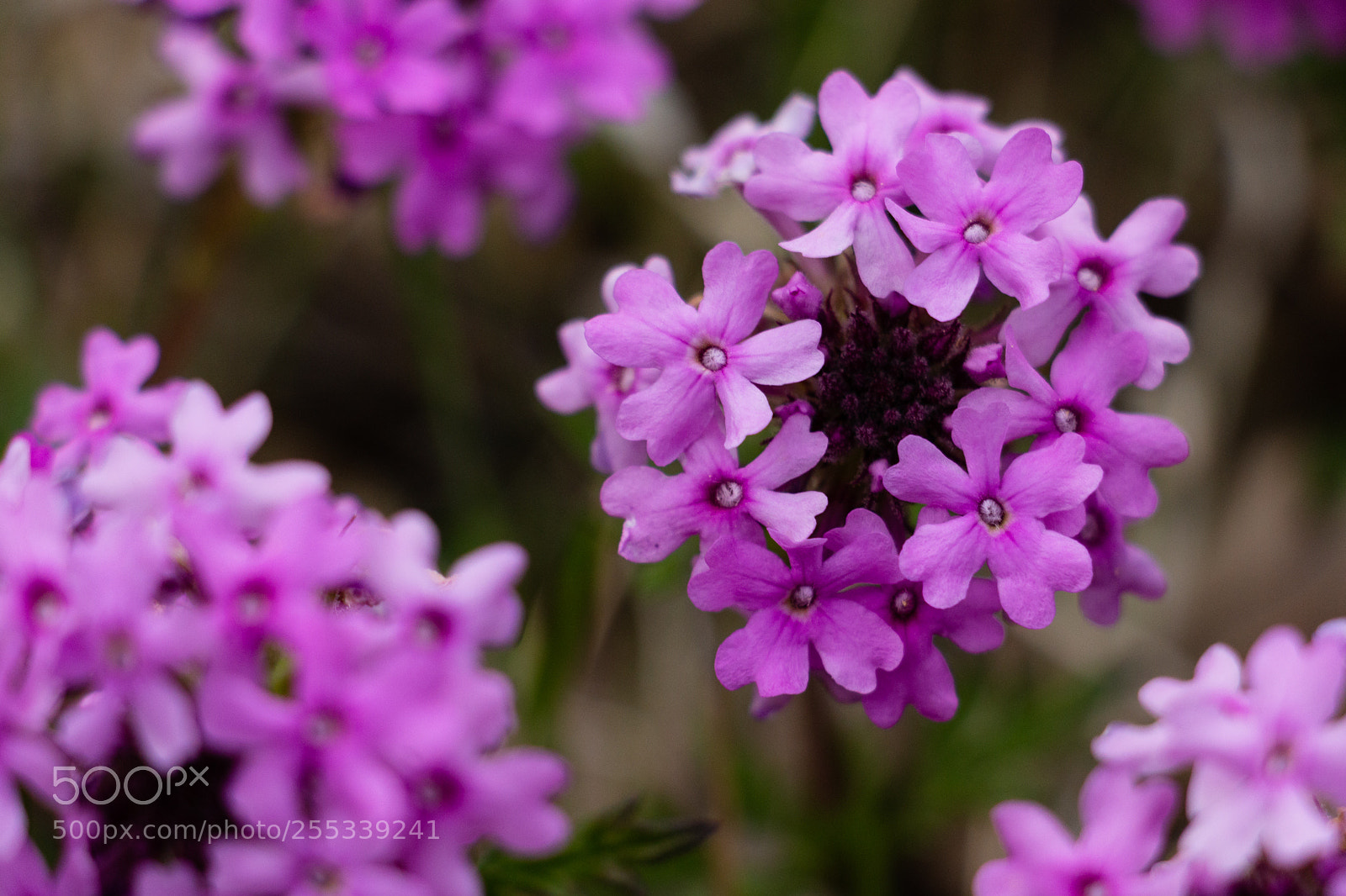 Canon EOS 70D sample photo. Pink flower photography