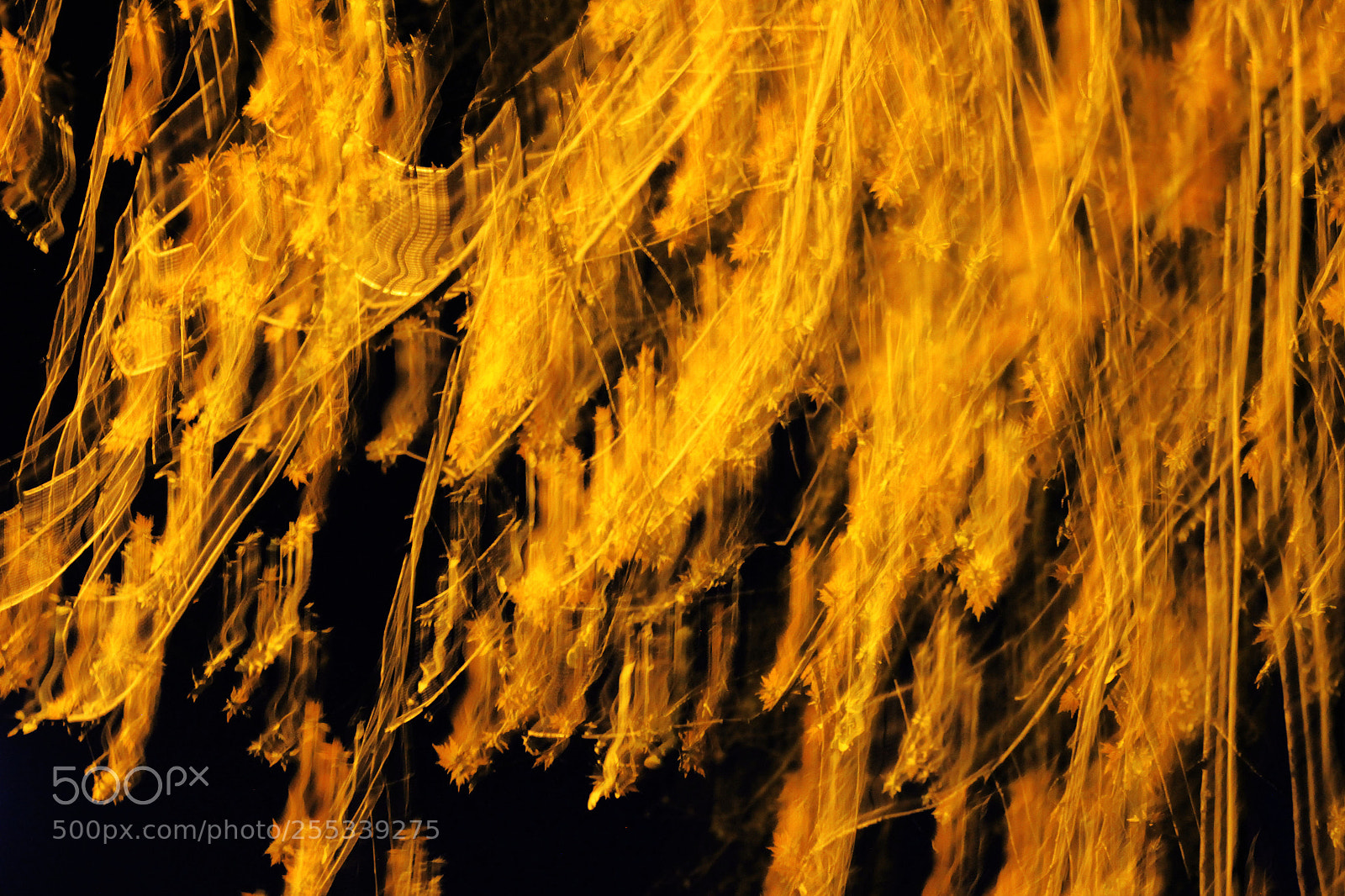 Canon EOS 7D sample photo. Abstract photo a tree photography