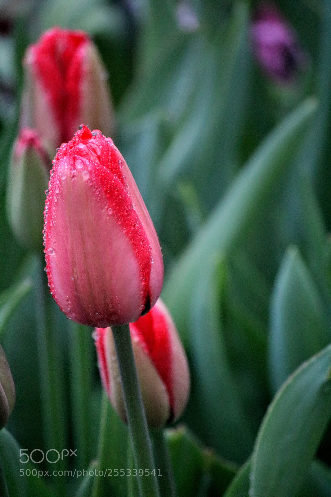 Canon EOS 750D (EOS Rebel T6i / EOS Kiss X8i) sample photo. Tulips photography