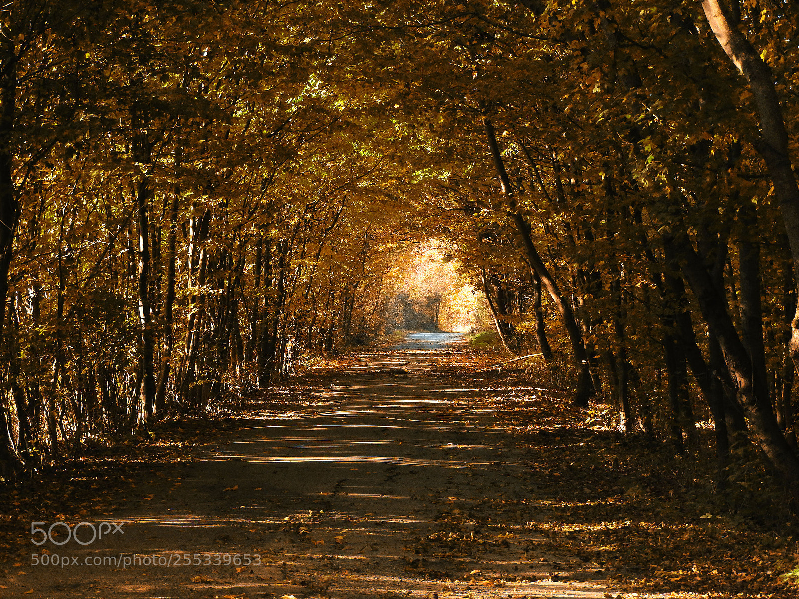 Nikon Coolpix P610 sample photo. Golden tunnel photography