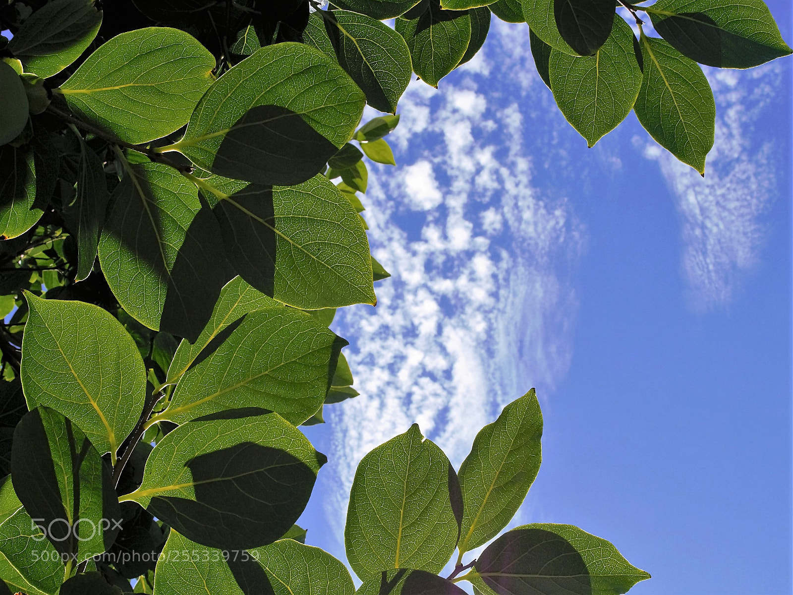 Panasonic Lumix DMC-G6 sample photo. Natural abstraction photography