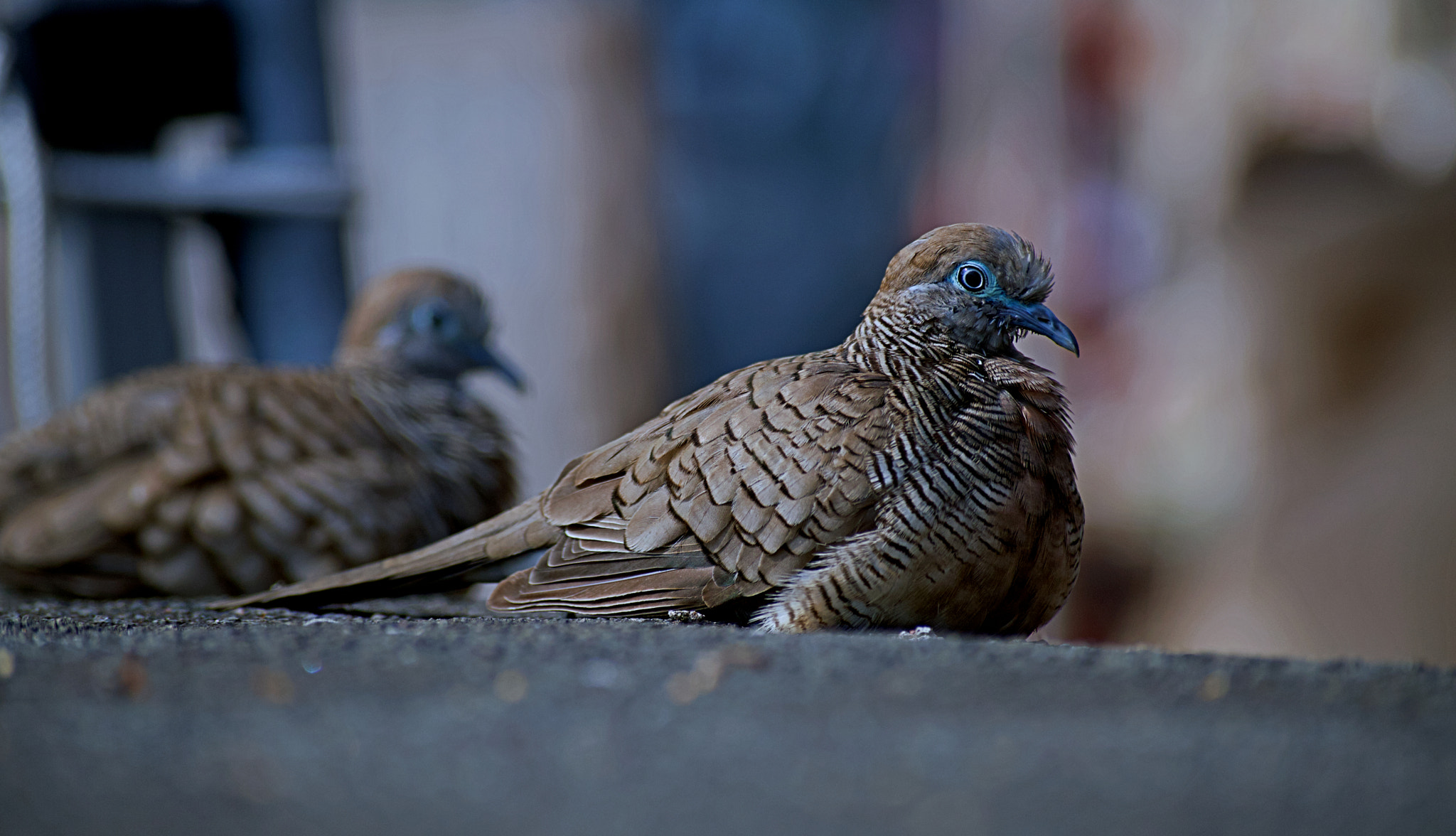 Nikon D3200 sample photo. Zebra doves photography