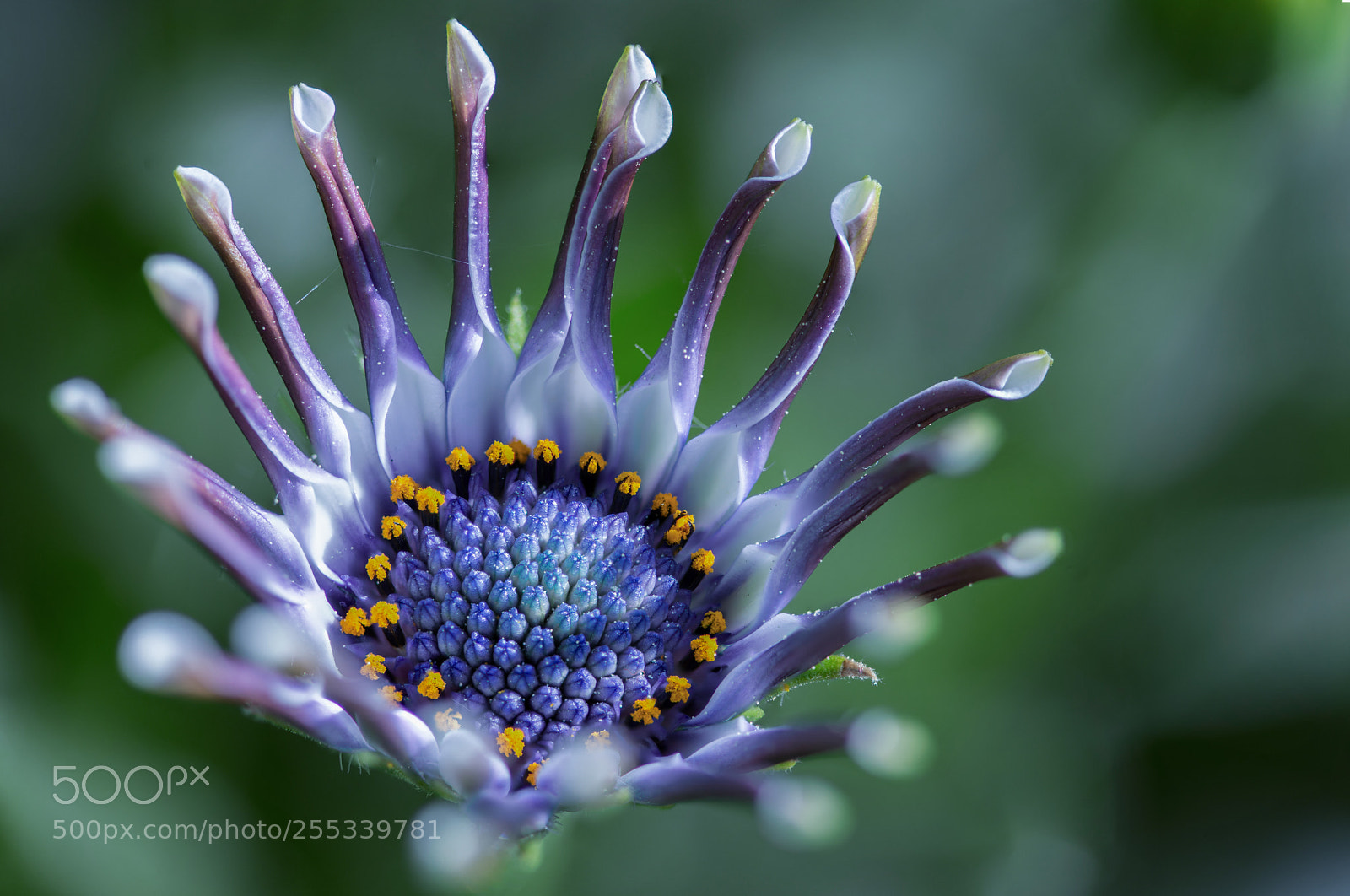Nikon D610 sample photo. Osteospermum whirligig photography