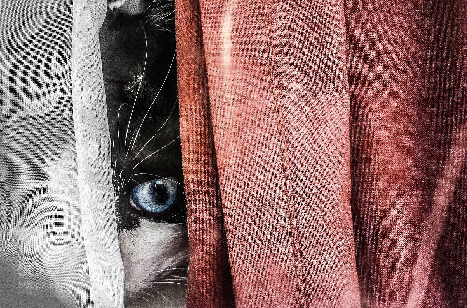 Apple iPhone 6 Plus sample photo. The cat with the photography