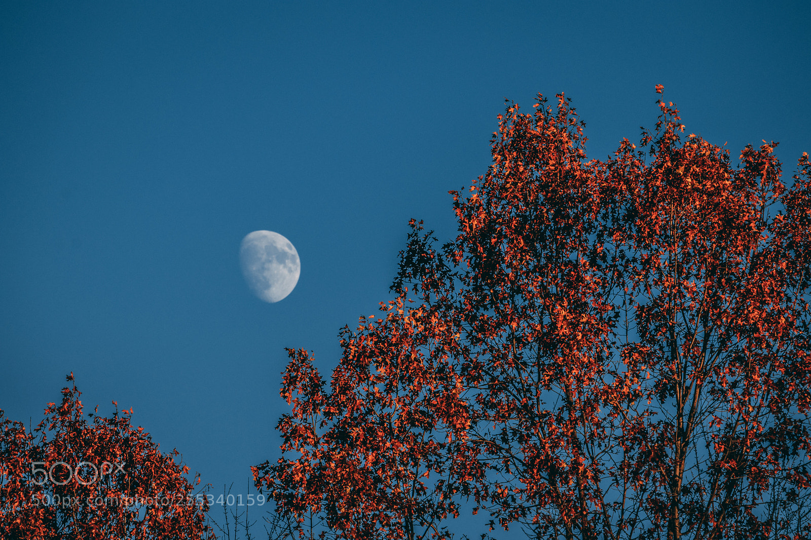 Canon EOS 80D sample photo. Moon on blue photography