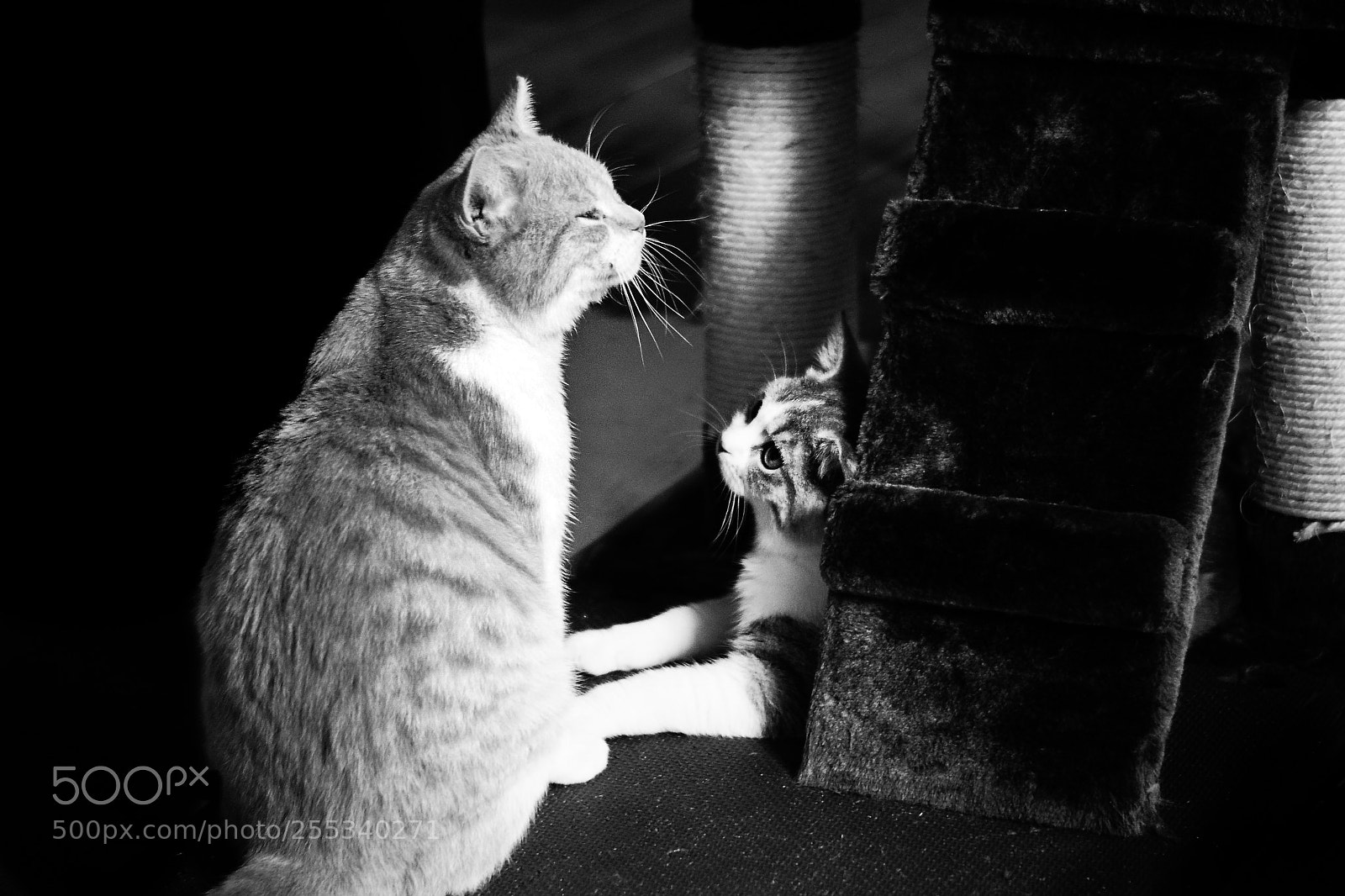Nikon D5300 sample photo. Cats photography