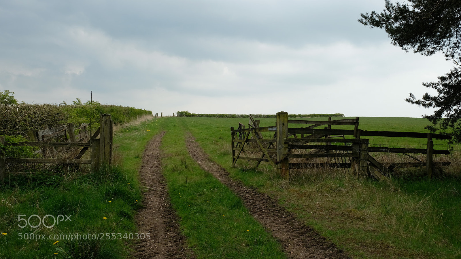 Fujifilm X-T2 sample photo. Ferryhill woods photography