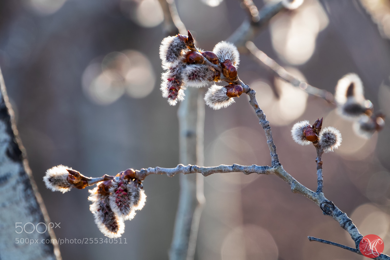 Fujifilm X-T1 sample photo. Spring 6 photography