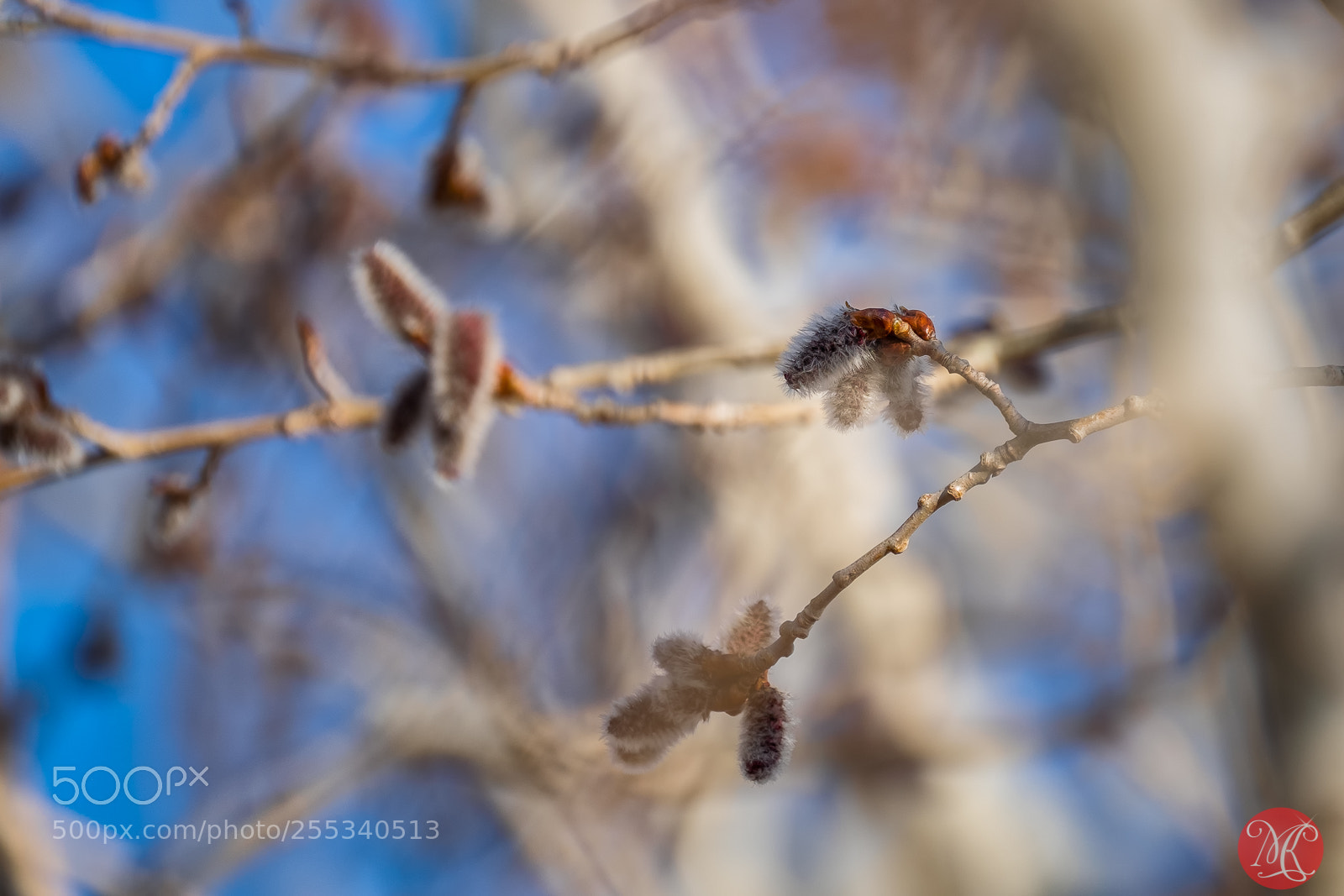 Fujifilm X-T1 sample photo. Spring 3 photography