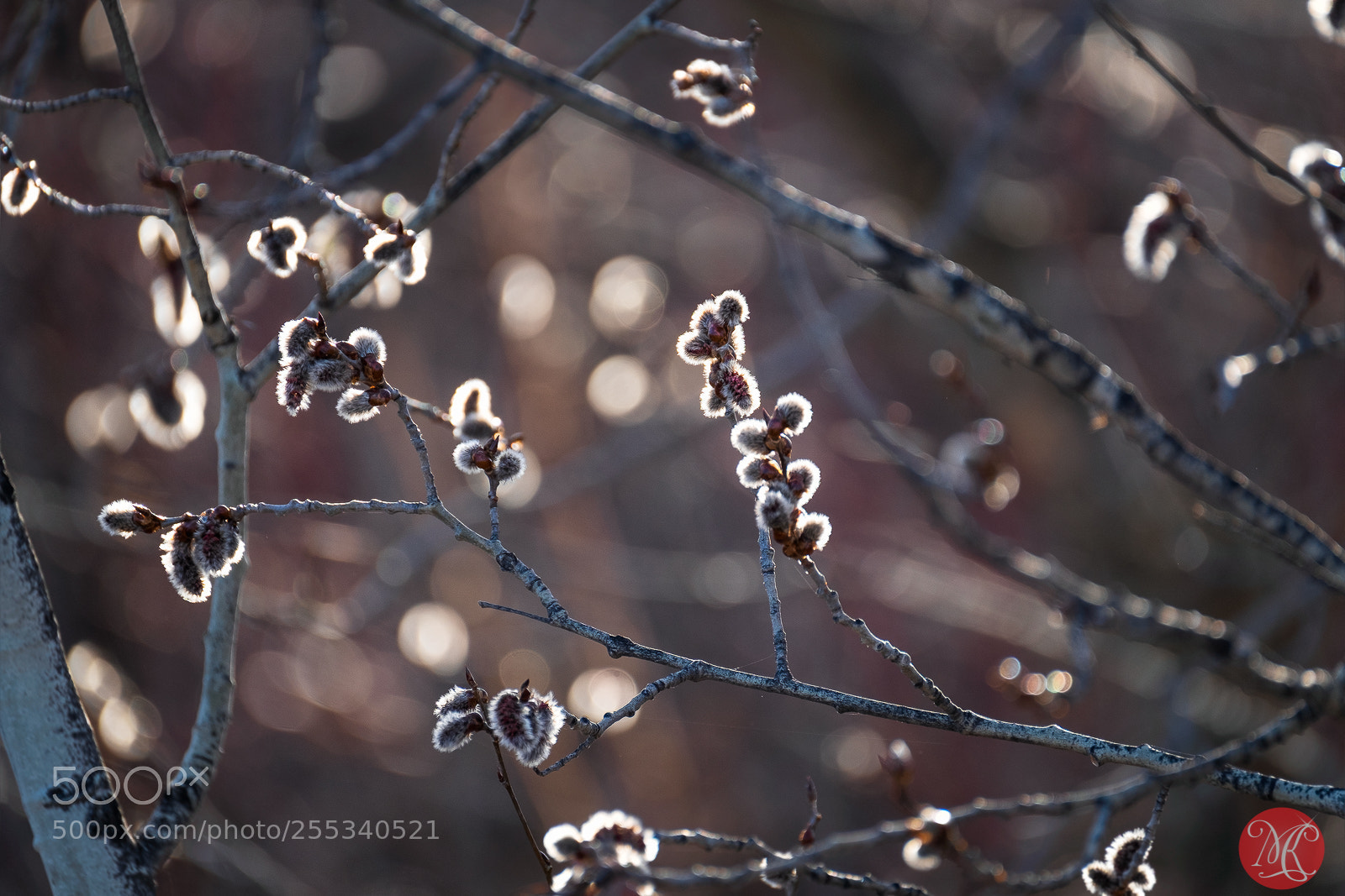 Fujifilm X-T1 sample photo. Spring 5 photography
