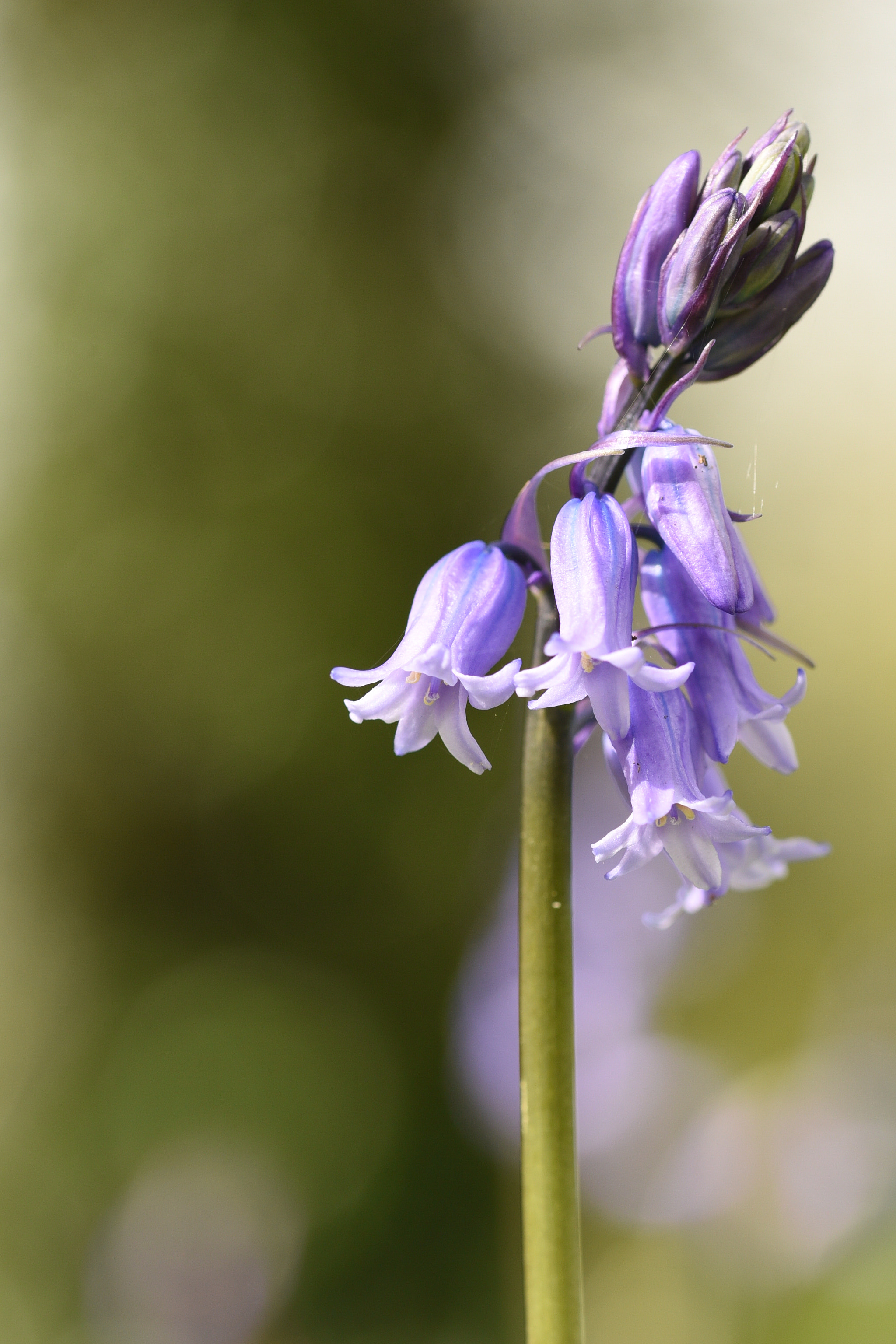 Nikon D750 + Sigma 105mm F2.8 EX DG OS HSM sample photo. Bluebell photography