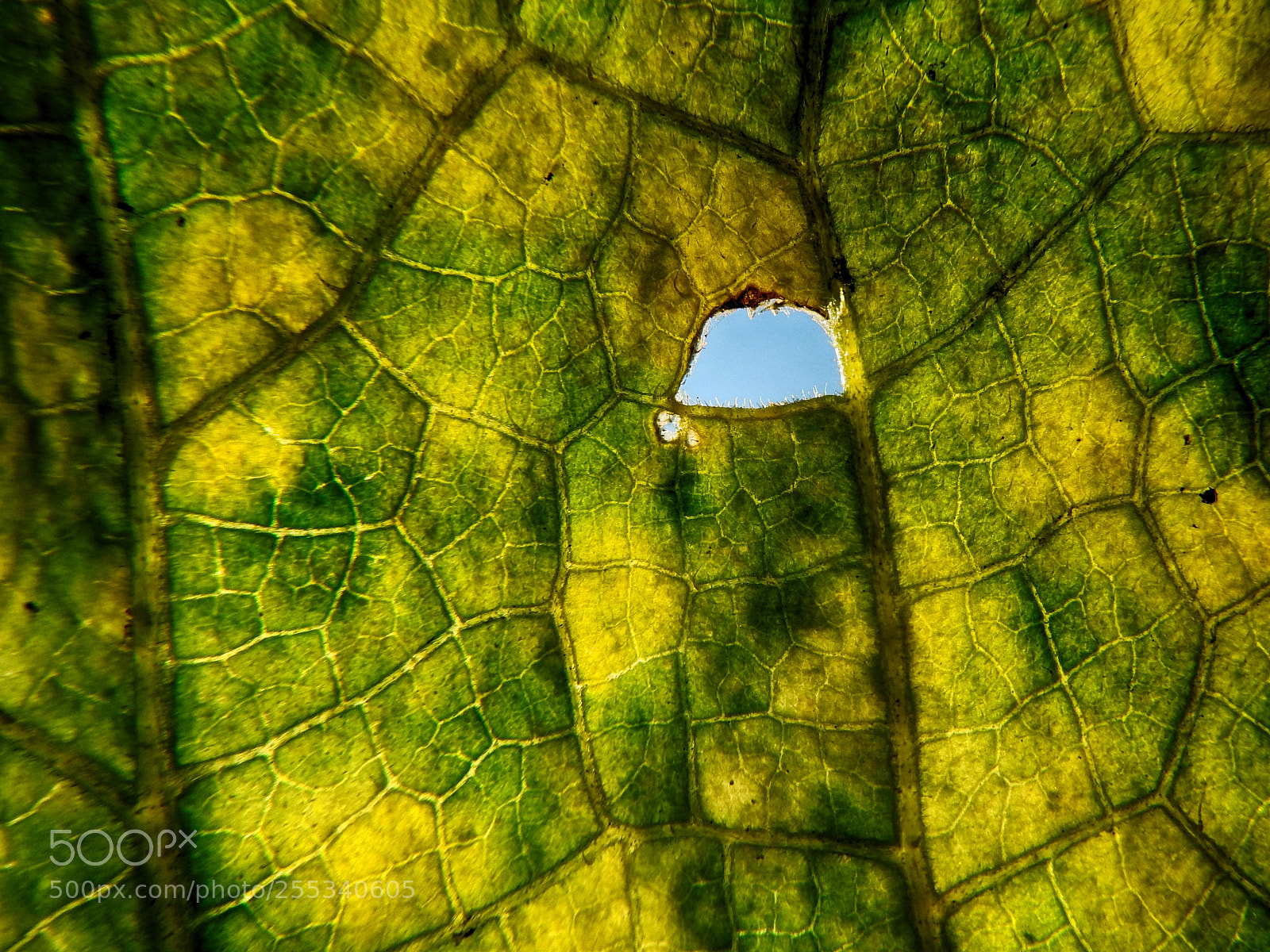 Nikon Coolpix P610 sample photo. Pumpkin leaf photography