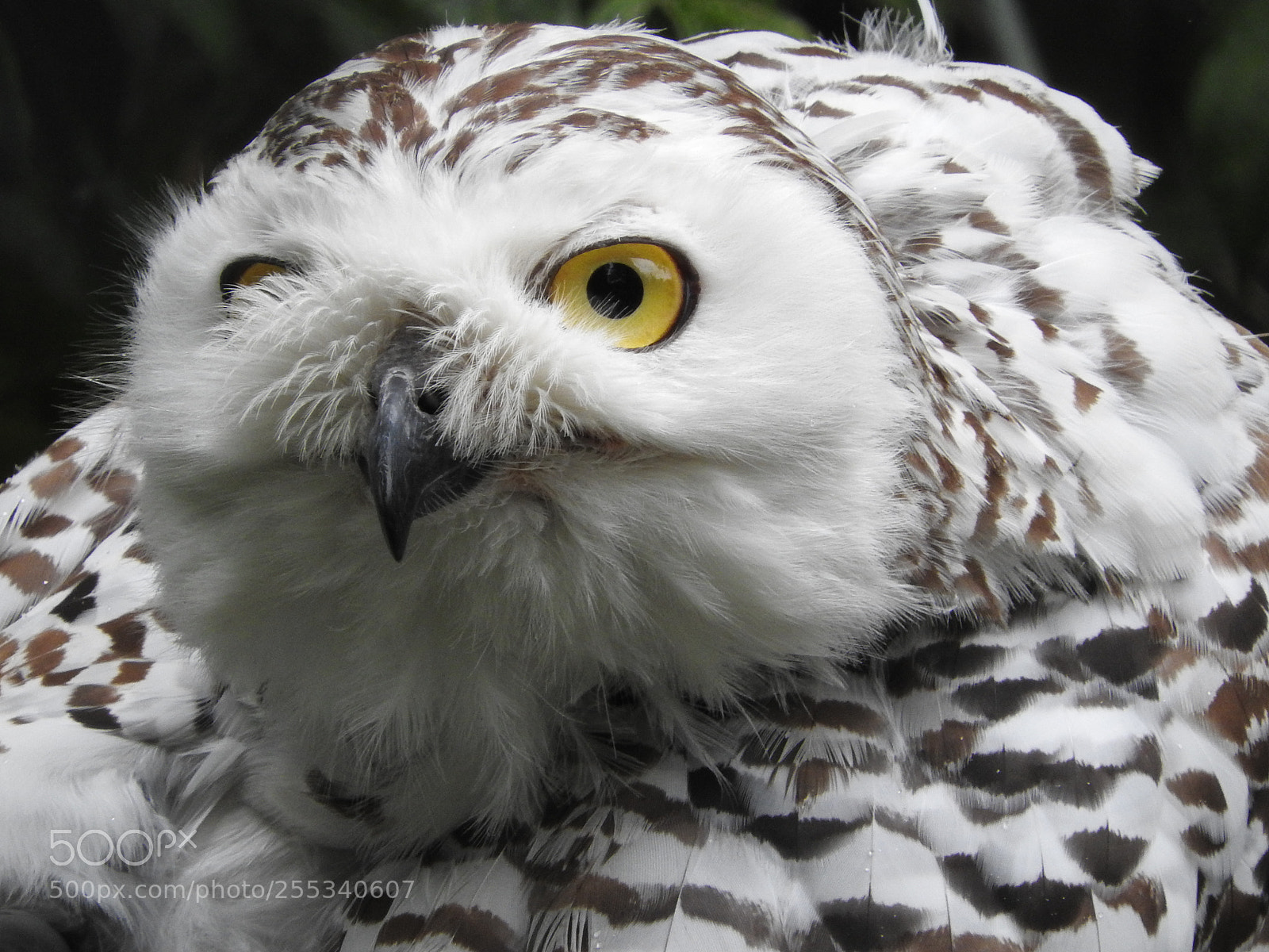 Nikon Coolpix P610 sample photo. Snowy owl photography