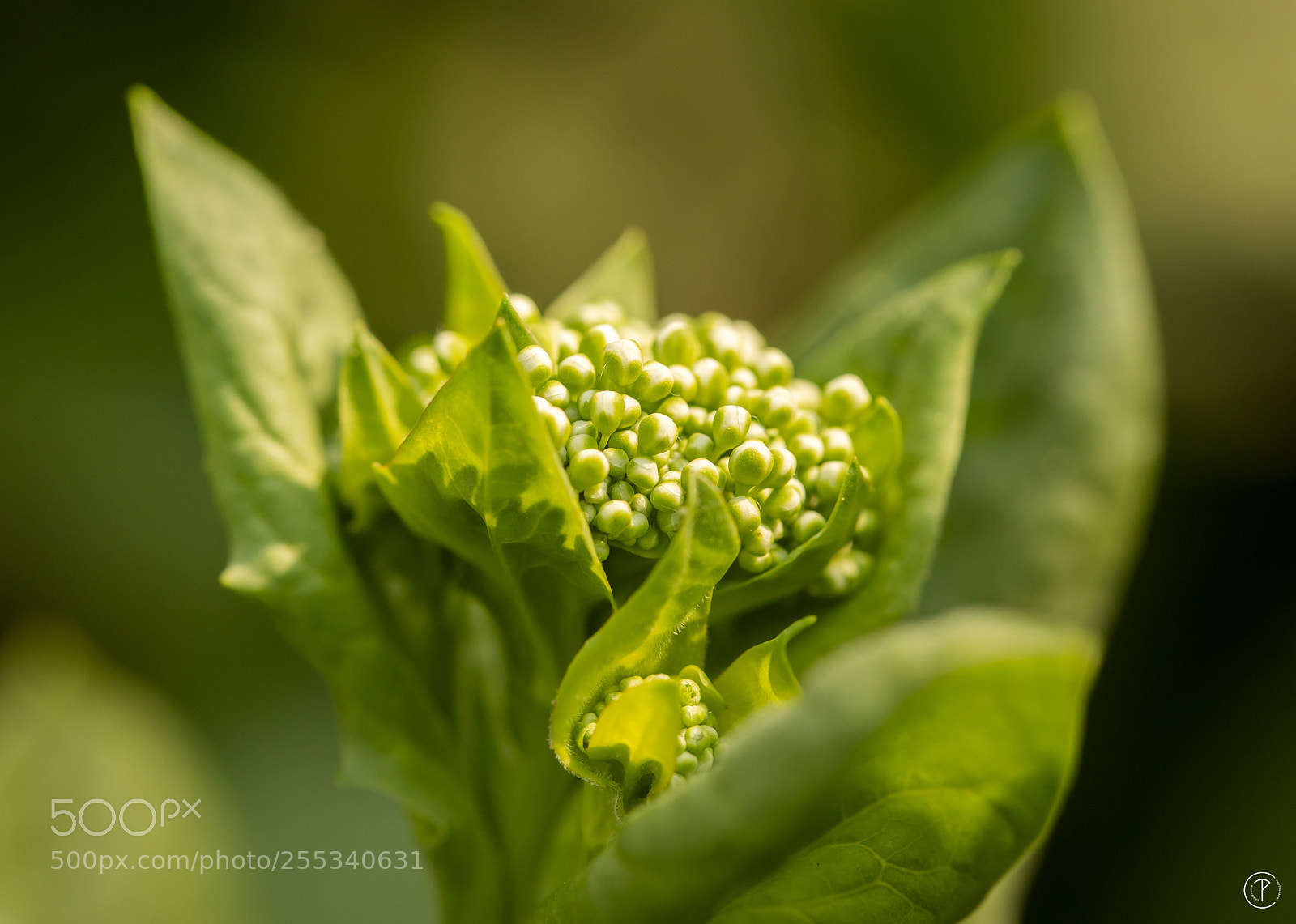 Canon EOS 5D Mark IV sample photo. Beautiful nature photography