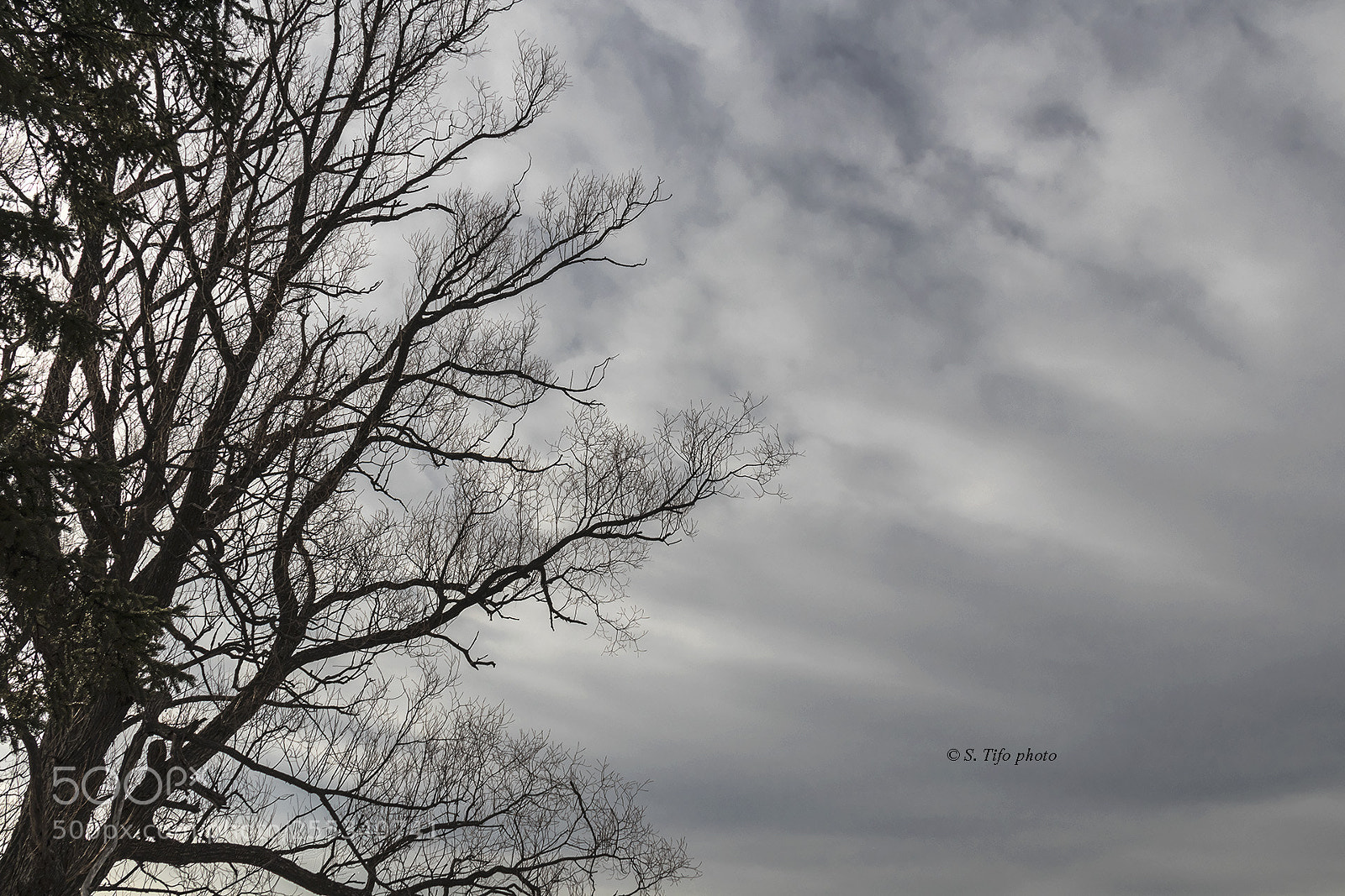 Canon EOS 80D sample photo. L'arbre ... photography