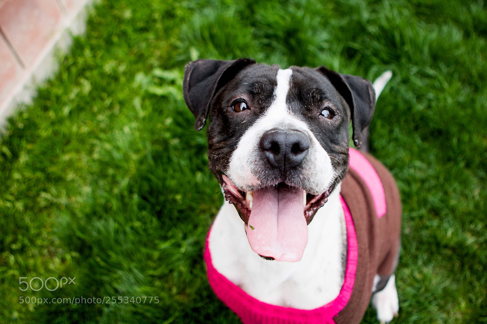 Canon EOS 750D (EOS Rebel T6i / EOS Kiss X8i) sample photo. Dawggy daze photography