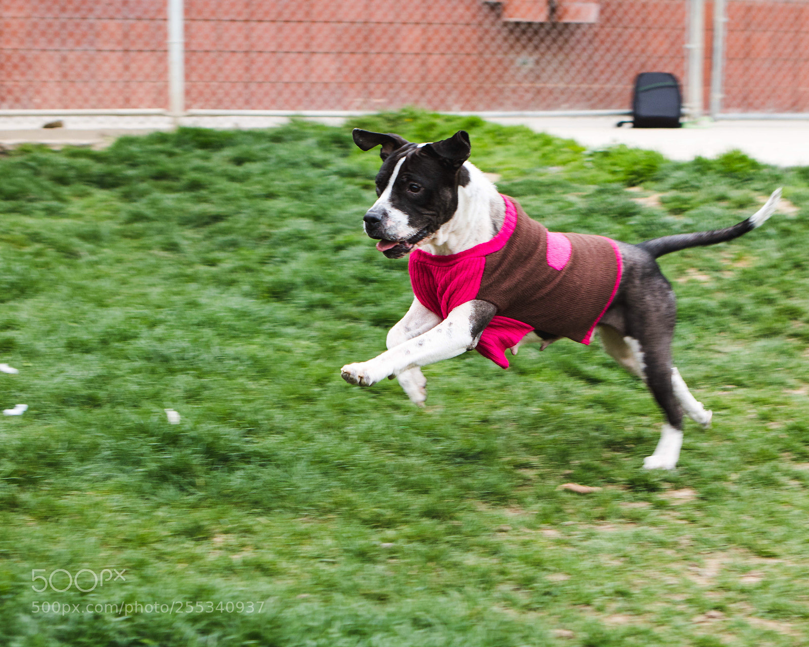 Canon EOS 750D (EOS Rebel T6i / EOS Kiss X8i) sample photo. Puppy pounce photography