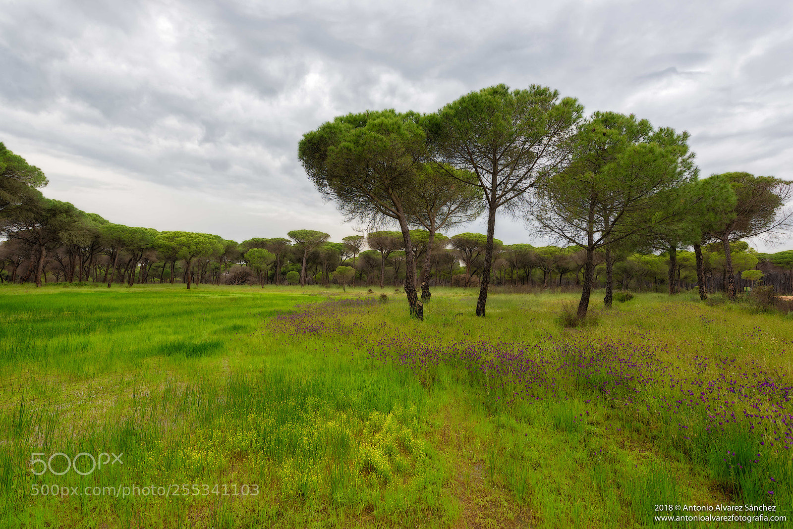 Nikon D610 sample photo. Walking among pine forests photography