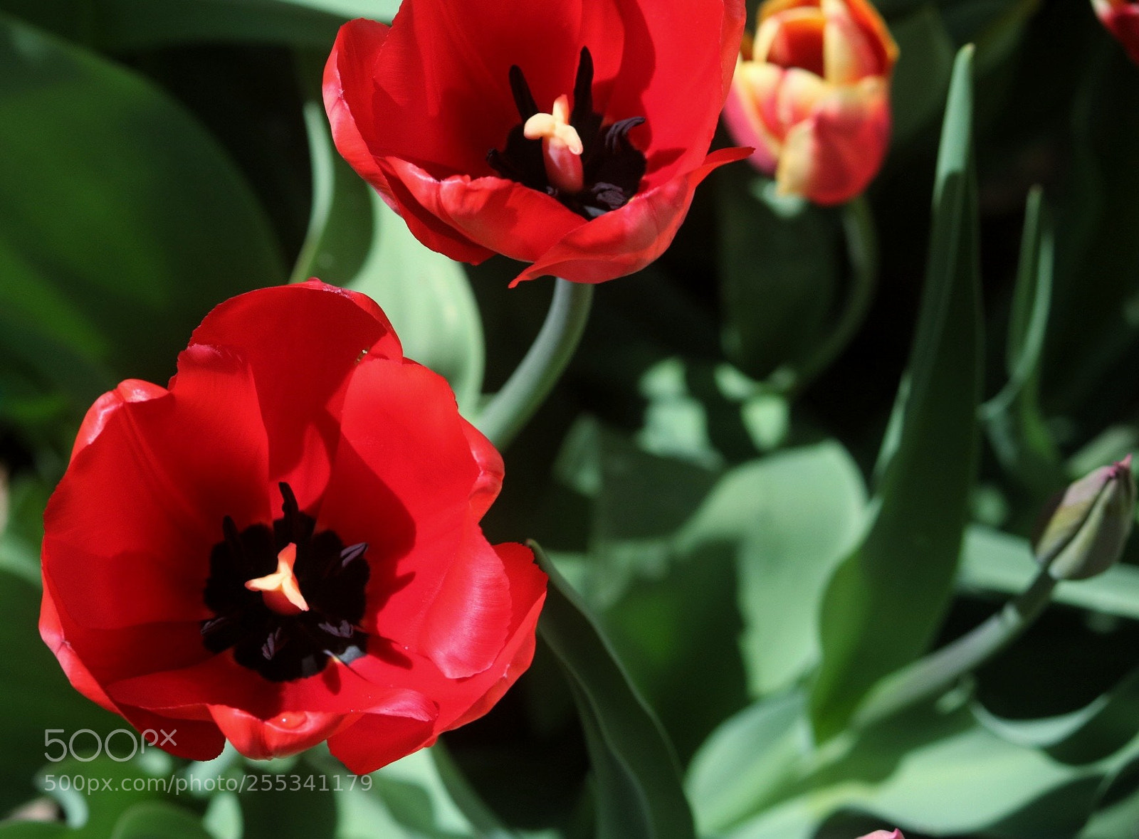 Canon EOS 750D (EOS Rebel T6i / EOS Kiss X8i) sample photo. We three photography