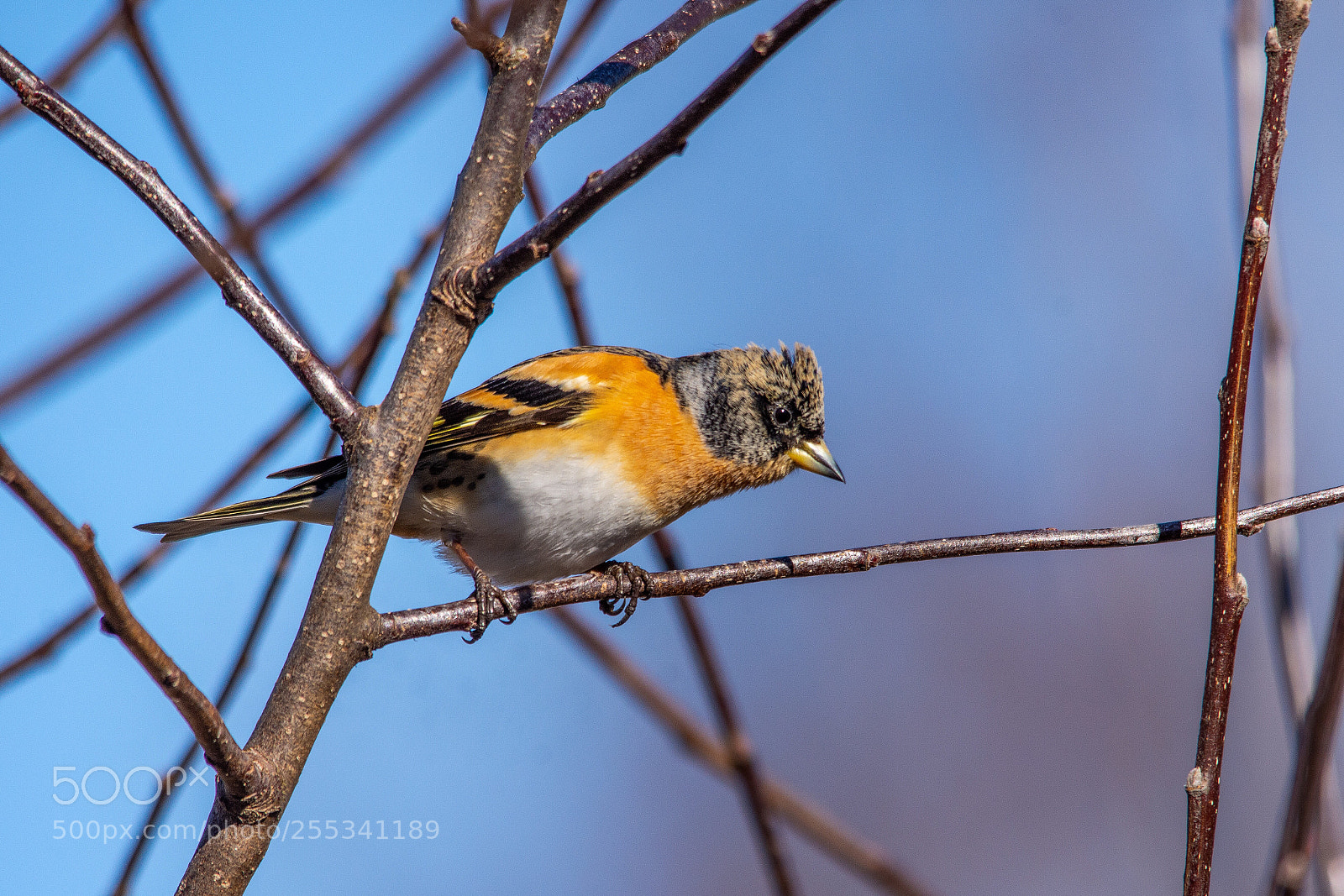 Nikon D7200 sample photo. Brambling photography