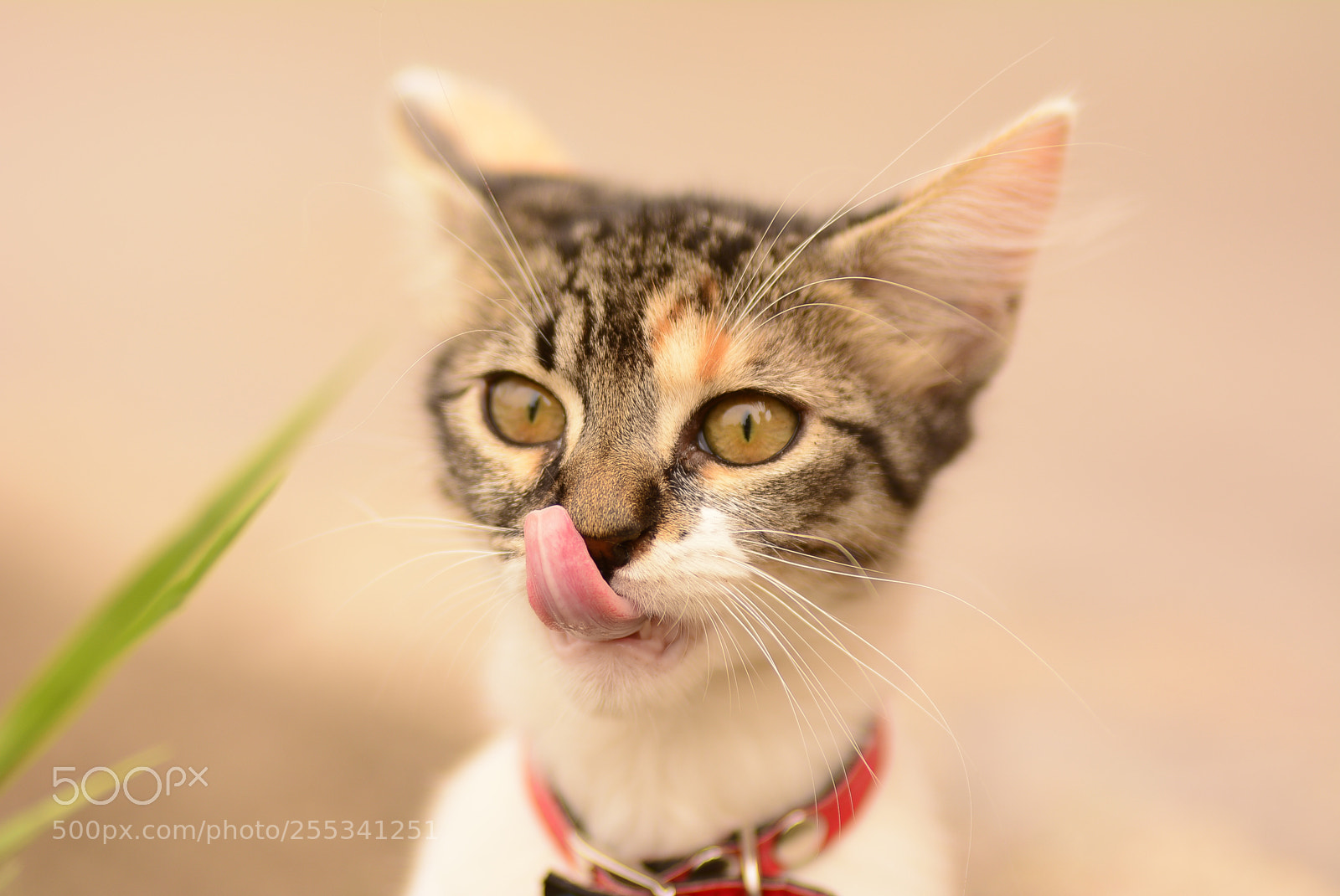 Nikon D5200 sample photo. Small cat photography