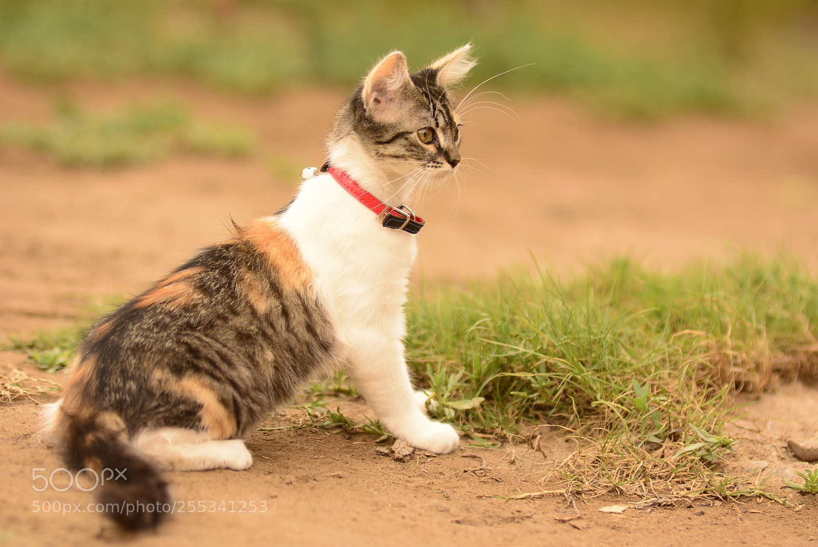 Nikon D5200 sample photo. Small cat photography