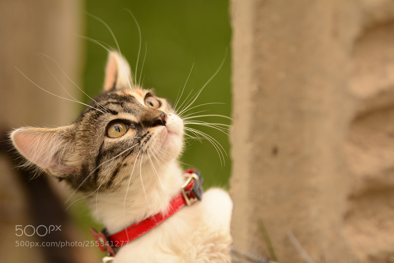 Nikon D5200 sample photo. Small cat photography