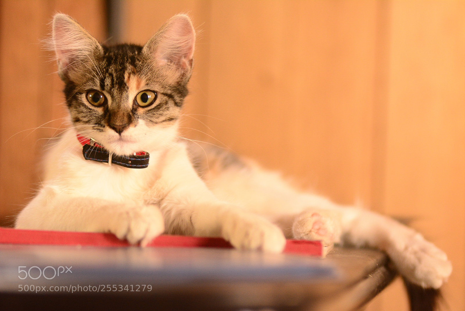Nikon D5200 sample photo. Small cat photography