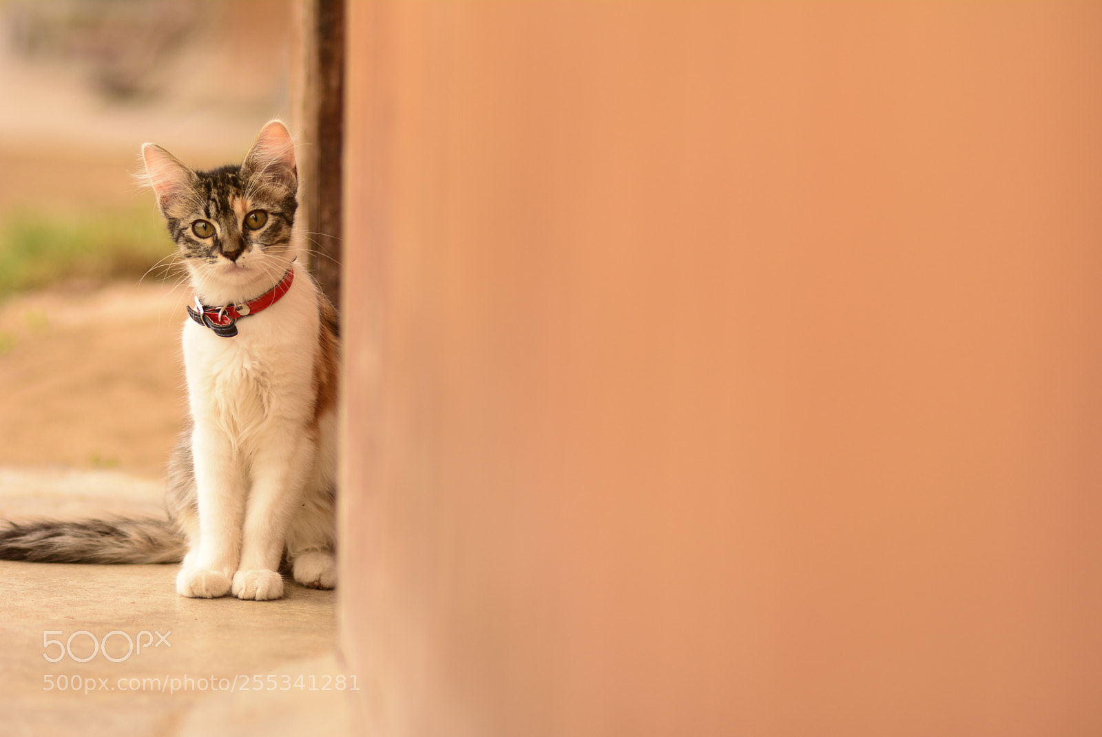 Nikon D5200 sample photo. Small cat photography