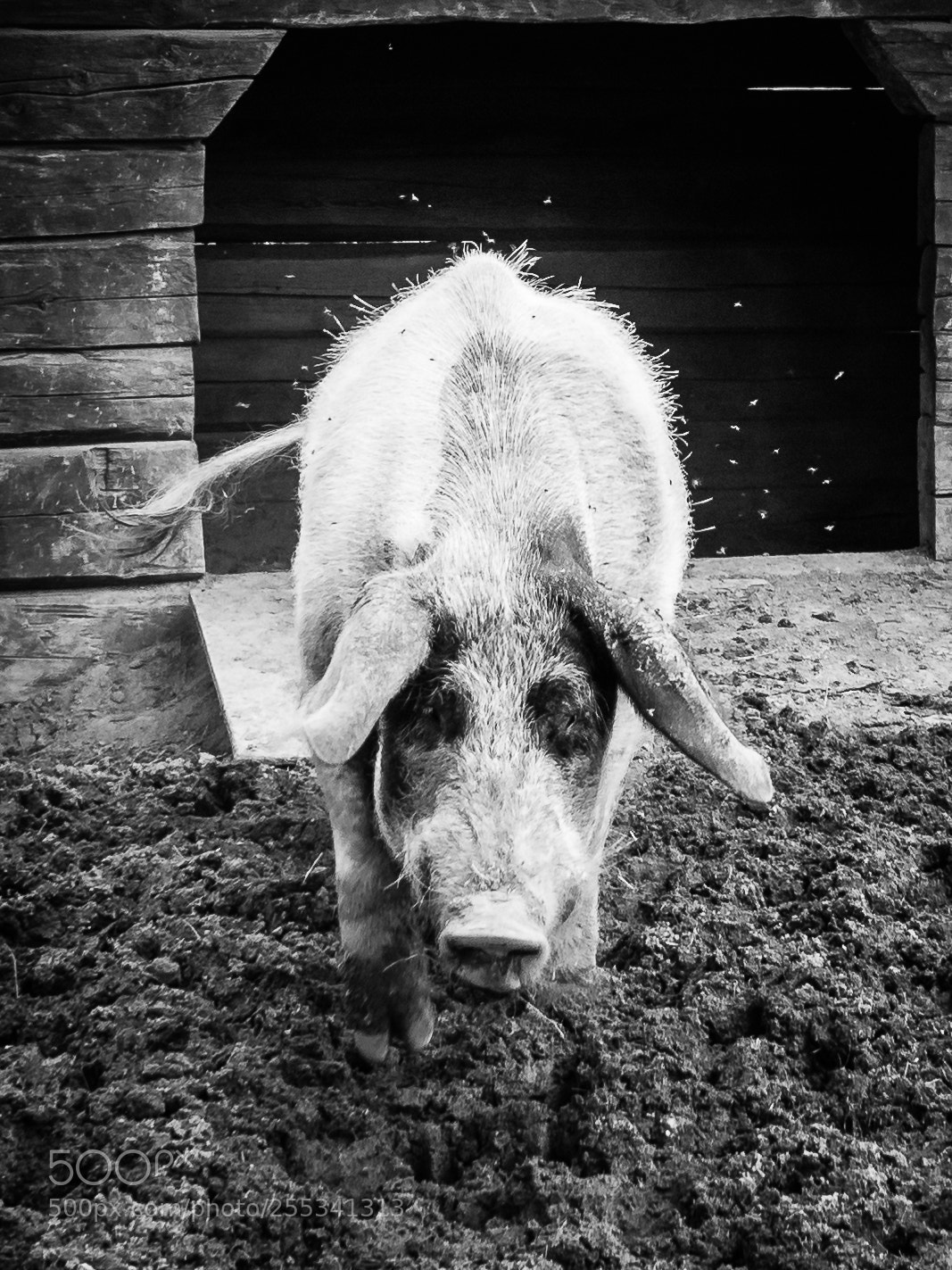 Olympus OM-D E-M5 sample photo. Pig photography