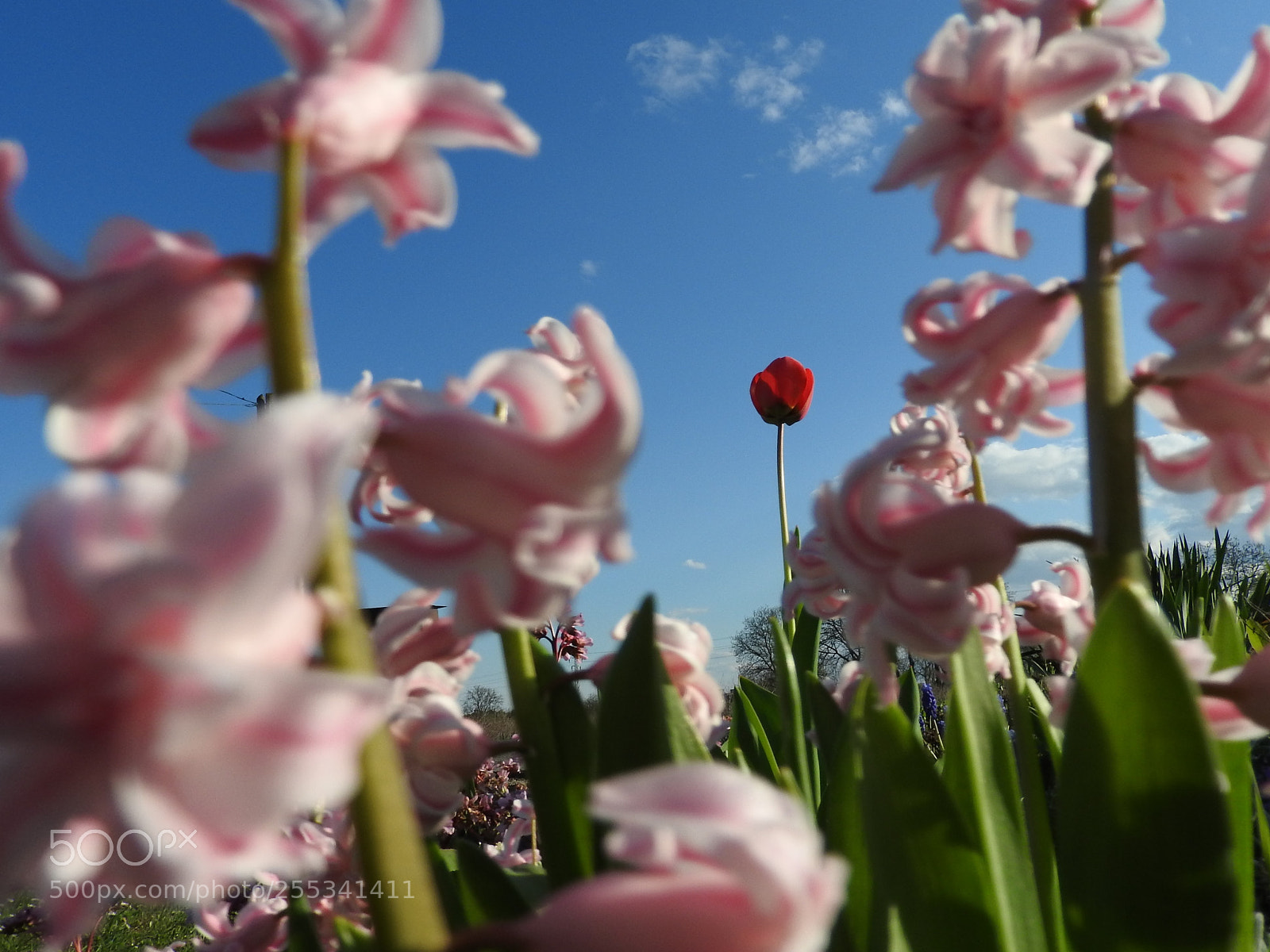 Nikon Coolpix P610 sample photo. The orphan tulip photography