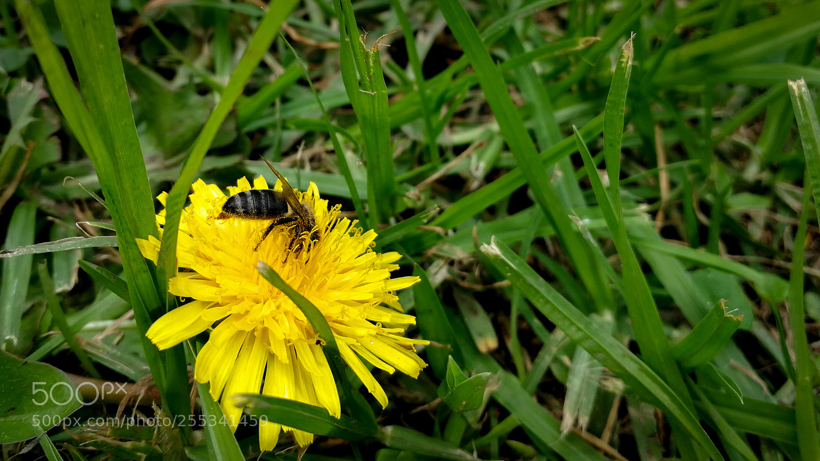 HUAWEI P10 sample photo. Taraxacum et mellifera photography