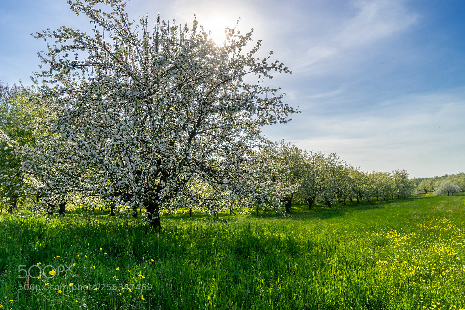 Sony a7 II sample photo. Kirschblütenzauber photography