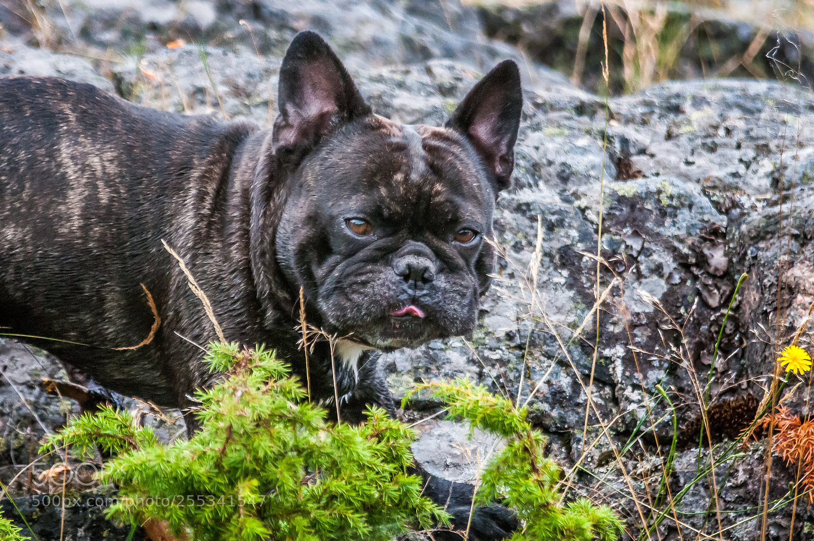 Nikon D300 sample photo. 500px-3.jpg photography