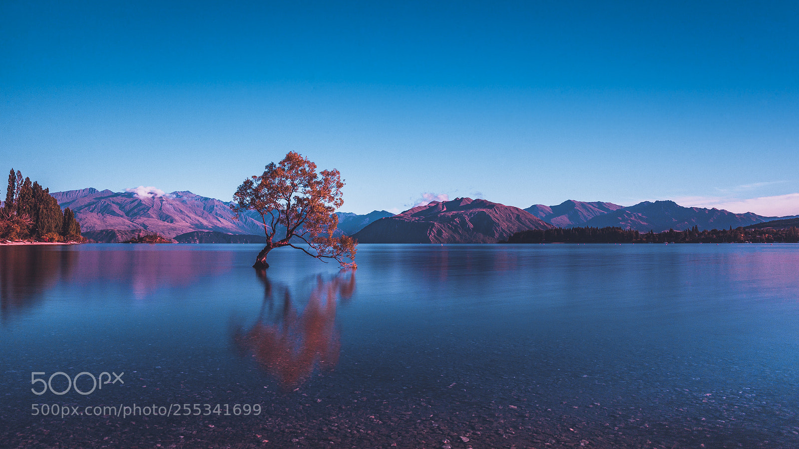 Canon EOS 5D Mark II sample photo. That wanaka tree photography
