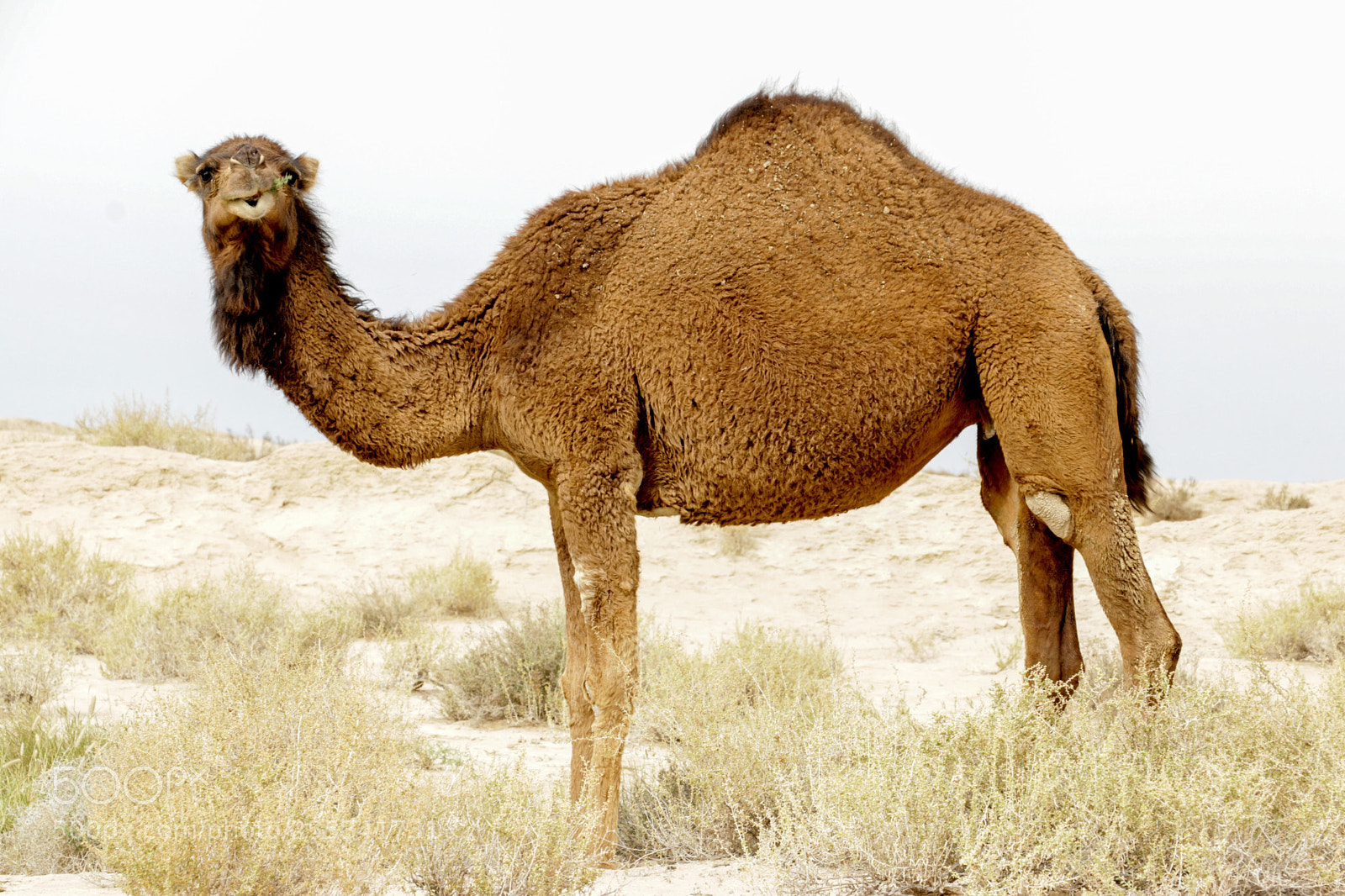 Canon EOS 80D sample photo. Lovely camel photography