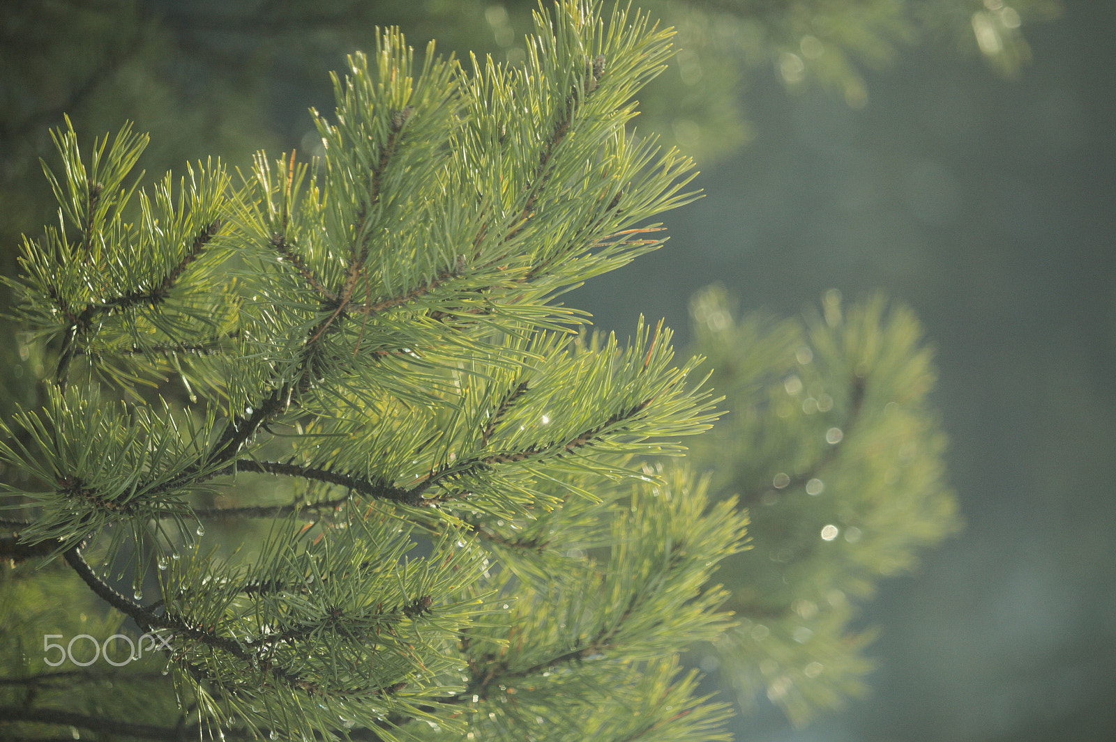 Canon EF-S 55-250mm F4-5.6 IS STM sample photo. Just a pine photography