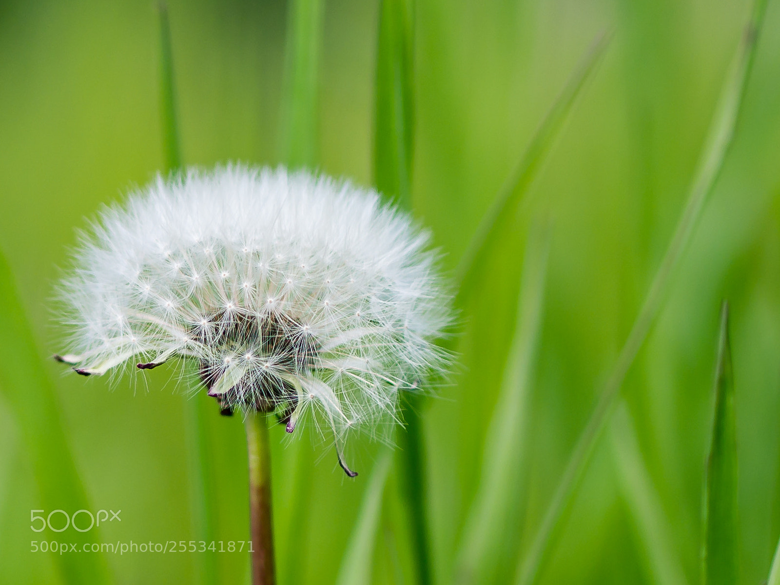Olympus OM-D E-M5 sample photo. Dandelion photography