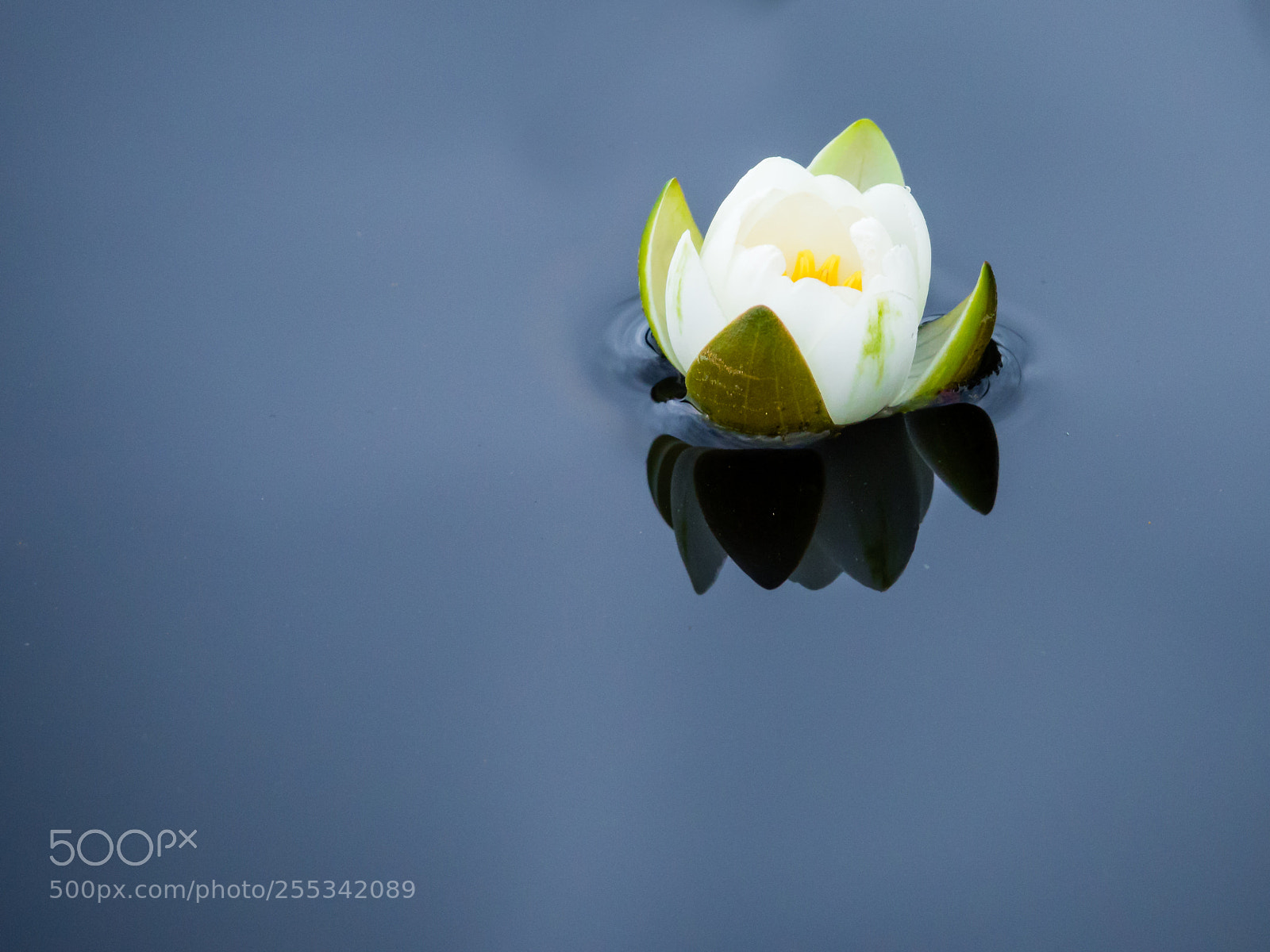 Olympus OM-D E-M5 sample photo. Water lily photography