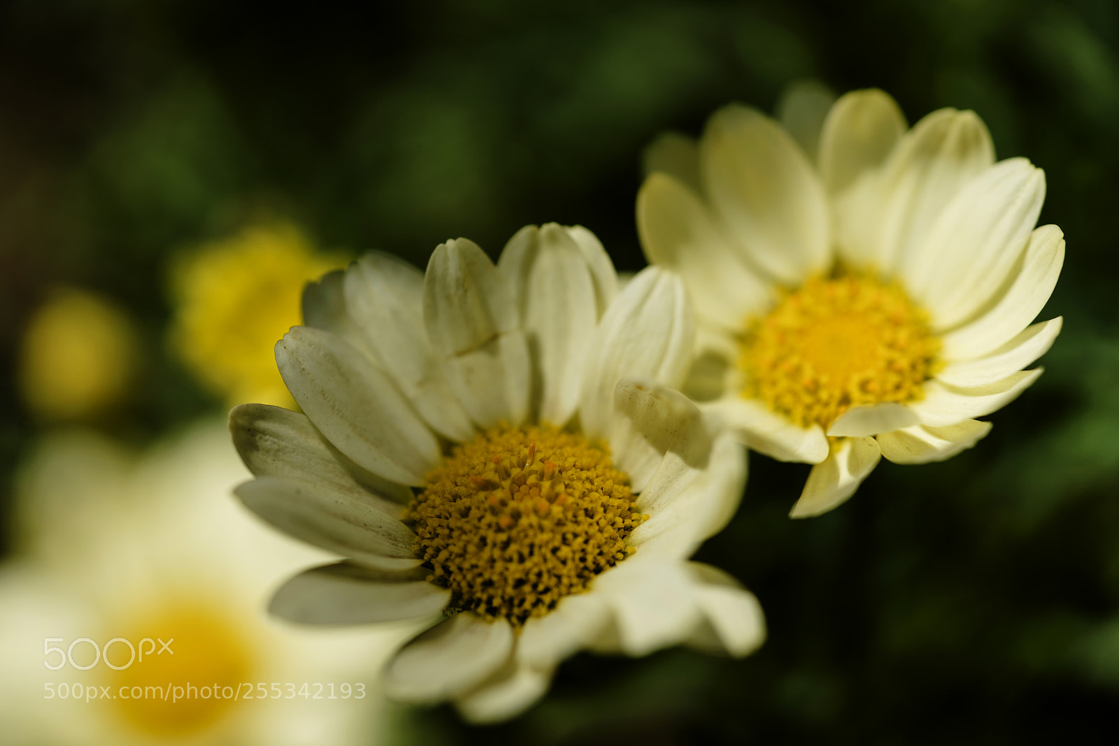 Sony a7R II sample photo. Shadow of flowers photography