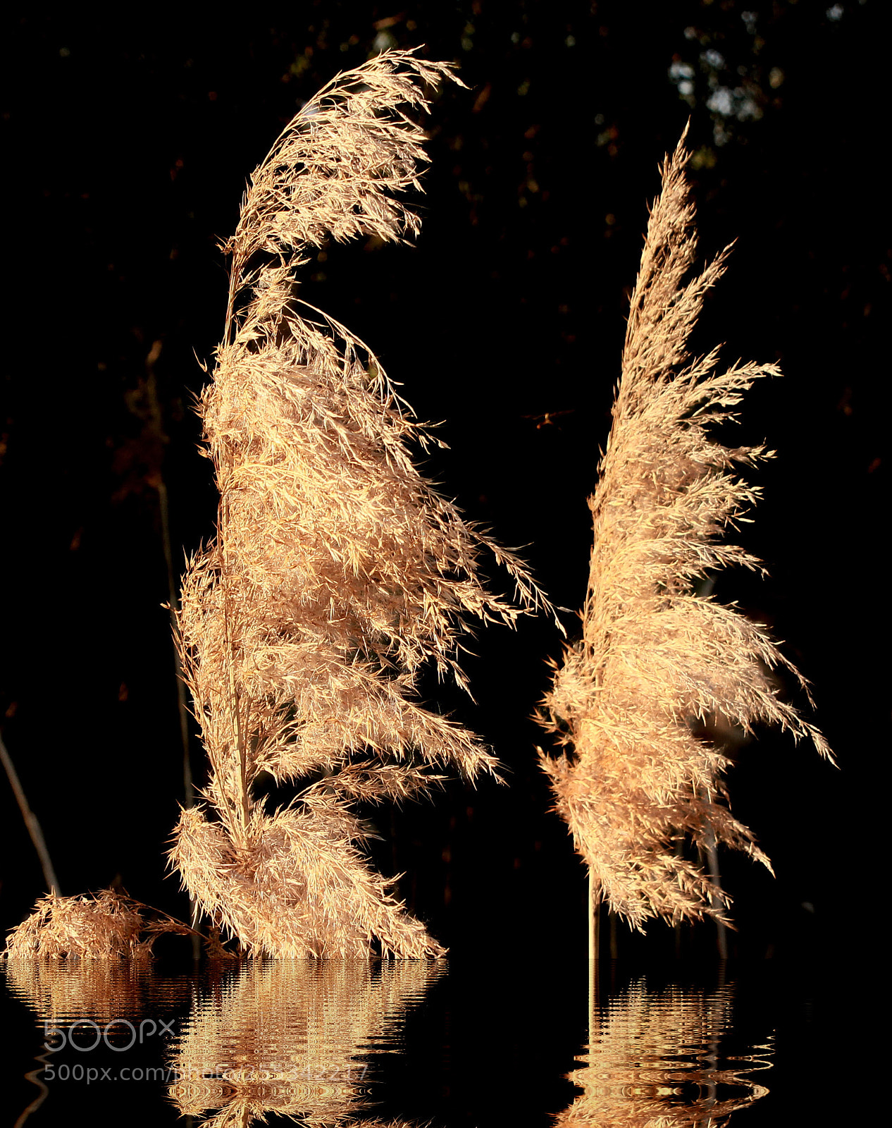 Canon EF-S 18-55mm F3.5-5.6 IS sample photo. Reed in sunst photography