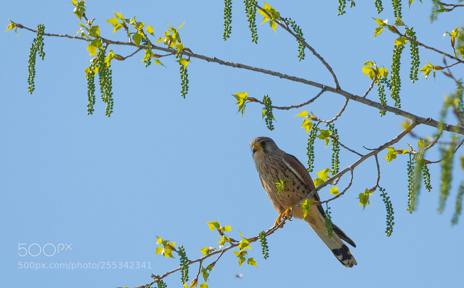 Nikon D7100 sample photo. Falco tinnunculus photography