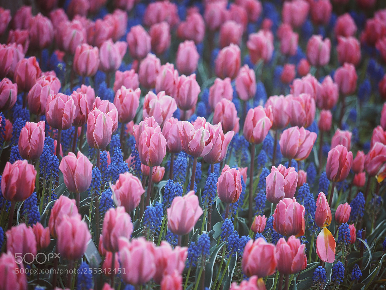 Olympus OM-D E-M1 sample photo. Pastel pinks & purple photography