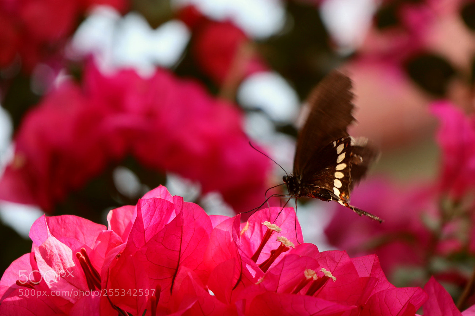 Canon EOS M5 sample photo. Dancing in the air photography