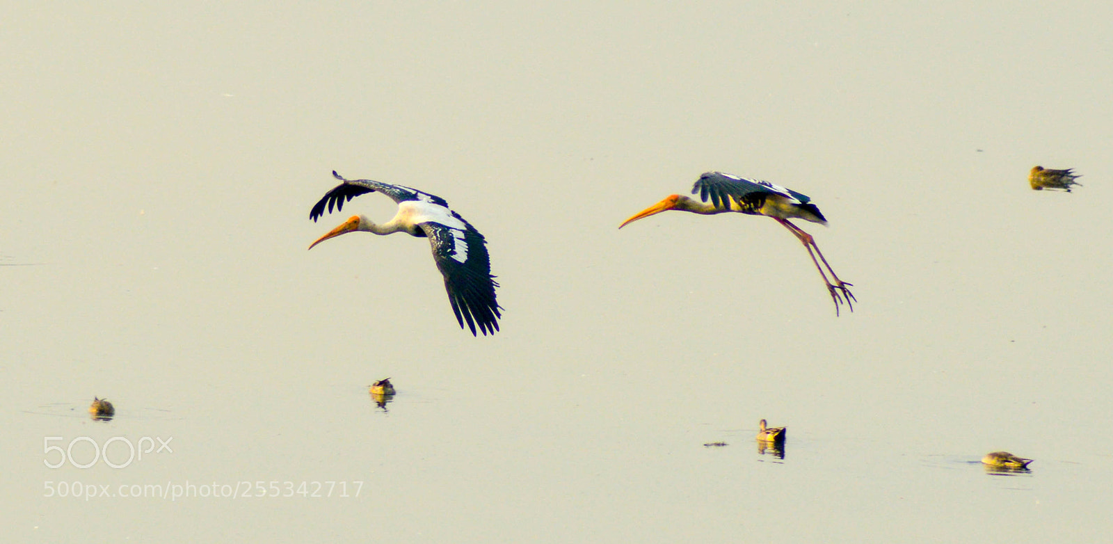 Nikon D3200 sample photo. Aerial chase ? photography
