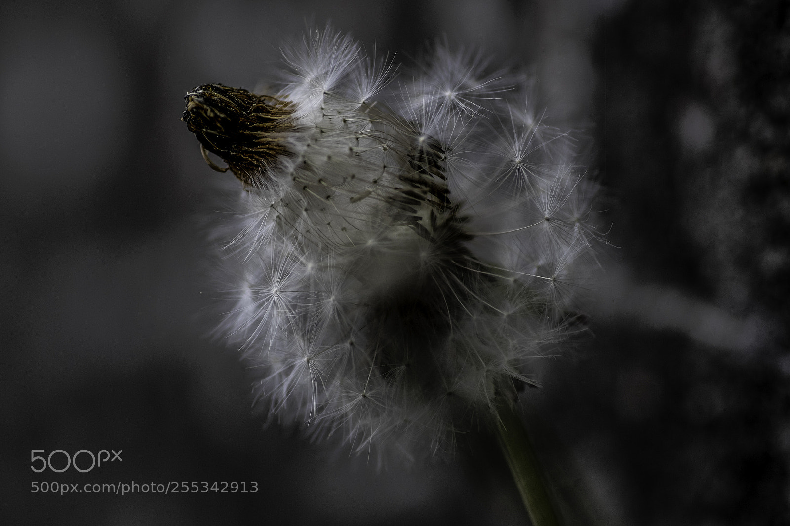 Fujifilm X-T1 sample photo. Im anfang war photography