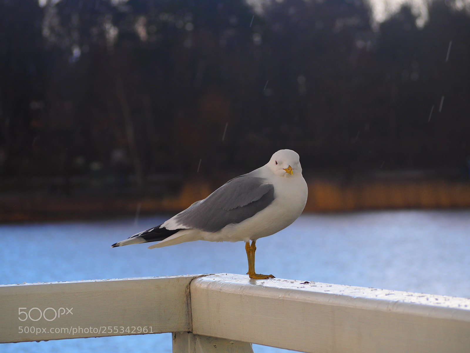 Olympus OM-D E-M10 II sample photo. Rain photography
